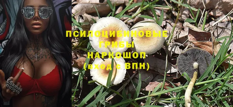 где можно купить   Рыбное  OMG рабочий сайт  Галлюциногенные грибы Psilocybe 